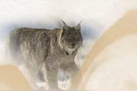 石榴科普丨新疆国家重点保护野生动物科普—猞猁图片