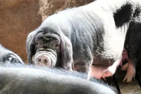 嘉定“国宝”猪种梅山猪：母猪晒太阳，公猪要“跑圈”图片