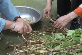 走！挖鱼腥草去……图片