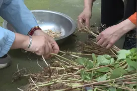 走！挖鱼腥草去……图片