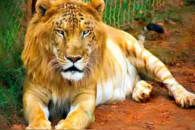 人为操控的“爱情悲剧”：狮虎兽、虎狮兽、虎狮虎兽、狮狮虎兽图片