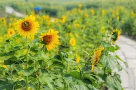 都知道向日葵，可是向日葵花的这些特点，你知道吗？图片