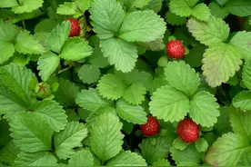 5种毒蛇“害怕”的植物，还能对付蛇伤，希望大家介绍给身边的人图片