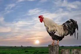 天亮为啥公鸡会打鸣？看似简单问题，却困扰科学界许久！今有定论图片