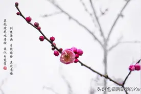 小学语文二年级下册古诗与日积月累注释、译文（建议收藏）图片