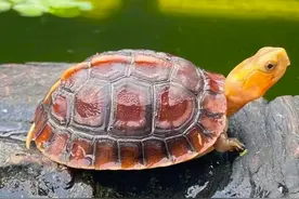 黄缘龟是国家保护动物吗？黄缘闭壳龟可以私人饲养做宠物吗？图片