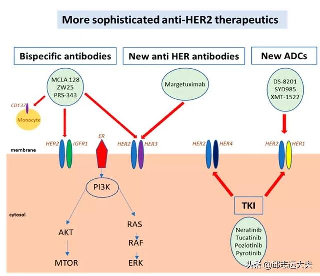 研究肿瘤必须知道的十一类肿瘤抗原