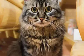 新手养猫推荐入门，适合新手养的猫，这几种品种让你养猫体验提高图片