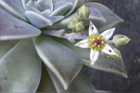 石莲花有什么特性，怎样栽培？图片