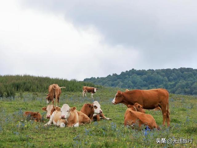夏日清凉户外，双廊木香坪三种玩法，你更喜欢哪一种？（附攻略）