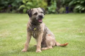 14岁老狗想念出差的主人，连夜狂奔160公里…等于75岁老头跑马拉松图片