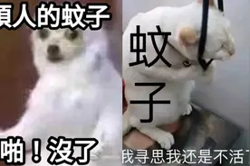 蚊子看到你拍死了它的同伴，也会感到害怕、深夜emo吗？图片