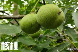 胡桃木属于什么档次？胡桃与核桃是一样的吗？图片