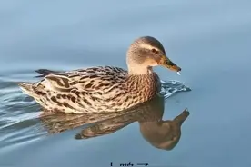 「东北话的动物名」只有东北人才认识，你知道不？老愣知道吗？图片