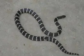 长沙常见动物-银环蛇图片