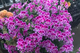 养花不开花，2种“催花水”一浇，花苞呼呼冒，四季轮流开图片