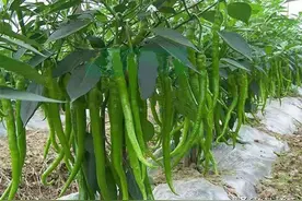 种植辣椒、西红柿、黄瓜，记住这几点，有花就坐果，产量翻番图片