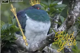 “鸟中醉汉”新西兰木鸽！因贪吃水果而醉酒，掉在地上任人宰割图片