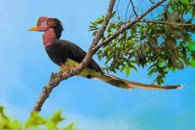 盔犀鸟：因头骨价值昂贵被人类盯上，活着被取骨后只能等死图片