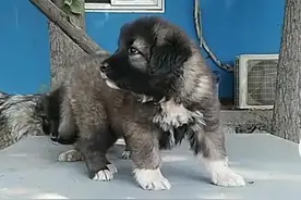 我家的两条狗图片