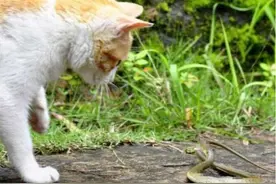 让人类都惧怕的毒蛇，猫凭什么不怕？图片