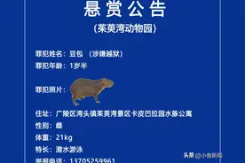 卡皮巴拉出逃40天至今未归！扬州一动物园发布悬赏公告图片