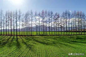 农村哪些地方的林木属于非林地范畴，非林地上林木砍伐要办证吗？图片