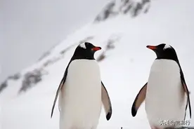 世界上十大一夫一妻的动物 这样忠贞不渝的爱情令人羡慕图片