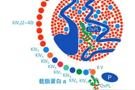 还在为脂蛋白a增高忧心忡忡？医生：没有特效药，可以这么做图片