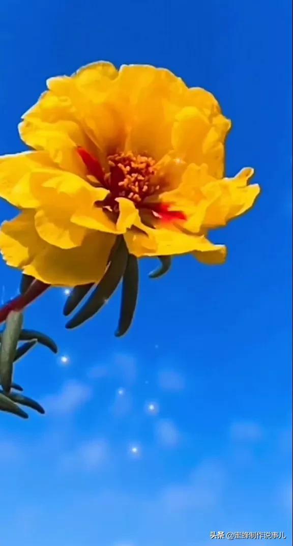 一束鲜花，醉蓝天