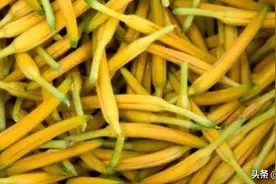 黄花菜一亩地能产多少斤？种植利润多少？图片