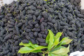 桑葚清洗只会用水，是洗不干净的，多加这2样，洗得干净吃着放心图片