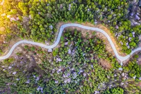 浙江最美樱花公路，万亩野樱即将盛放！漫天粉霞似雪，不输北海道图片