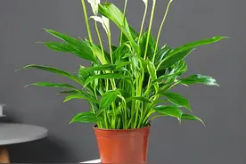 卧室养4种盆栽，清新淡雅，带有香气，促进睡眠空气好图片