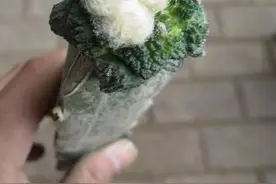 各种仙人掌仙人球嫁接繁殖图片