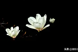 黑背景花朵照片，你会拍吗，手机摄影参数该怎么调节图片