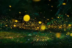 一场浪漫的相会，中国科学院西双版纳热带植物园的萤火虫图片
