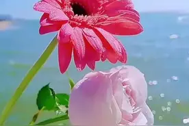 我爱你，我想你，但我不会再联系你，也不会再打扰你图片