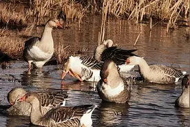 东北大叔养会飞的鹅，被大雁“拐跑”上千只，半年后带回上万只图片