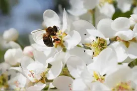 10首可见白发的诗词：不许英雄见白头，唯有东坡居士豁达依旧图片