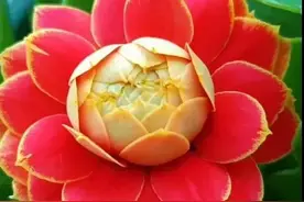 春花烂漫，百花争艳，绚丽多彩，让人赏心悦目图片