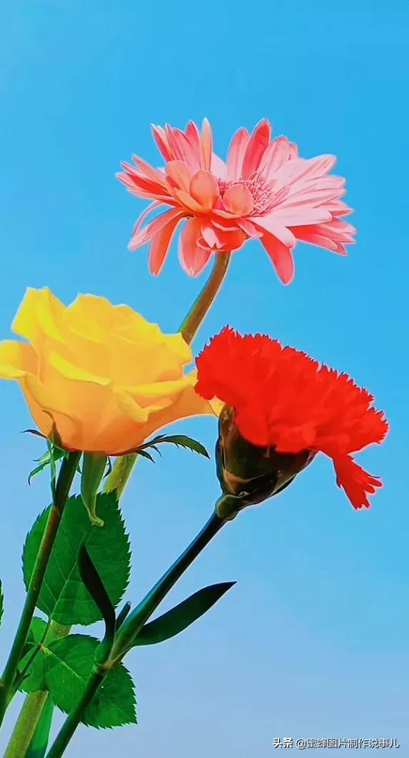 壁纸美图，五颜六色的鲜花，赏心悦目，美醉了