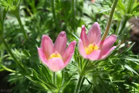 白头翁有什么特性，怎么栽培和管护？图片