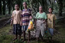 棕榈油公司剥夺了游牧部落数百万美元图片