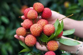 荔枝的营养价值和功效与作用，吃多了会怎么样？图片