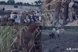 四十年前的农村“双抢”，问过了父亲才知道当年真的苦图片