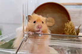 十日谈 | 养“鼠”趣事图片