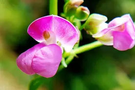 豆角是一种有个性“底线”的植物，做到5个严守，可静候花荚满架图片