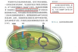 NADH和NADPH是什么？图片
