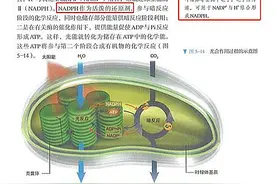 NADH和NADPH是什么？图片